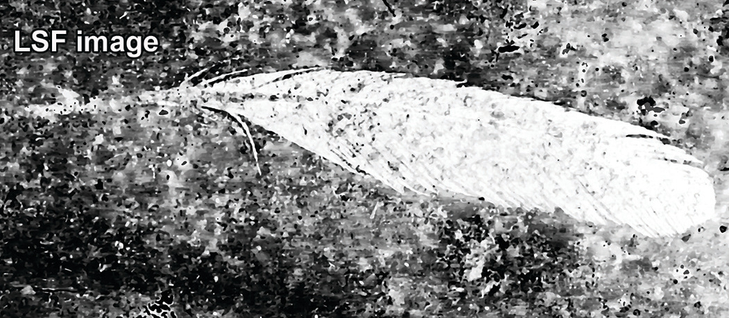 The feather seen with laser-stimulated fluorescence.